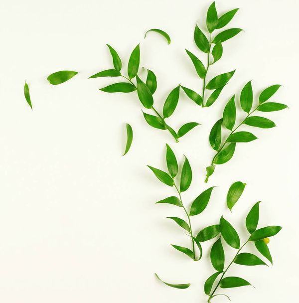 green branches on a white background.abstract. top view.copy space - Foto, imagen