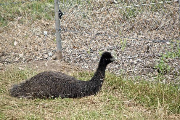 young emu side view - Fotoğraf, Görsel
