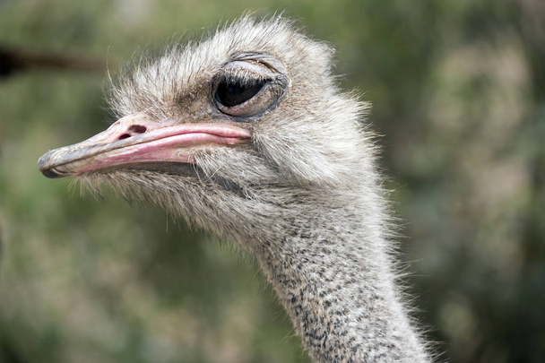 close up of an ostrich - Fotoğraf, Görsel