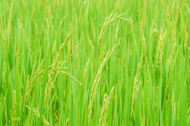 закрыть свежие зеленые рисовые растения в Падди
 - Фото, изображение