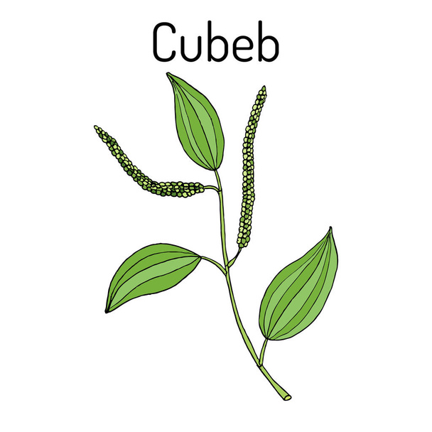 Java pepper Piper cubeba , or cubeb, medicinal plant - Vektör, Görsel