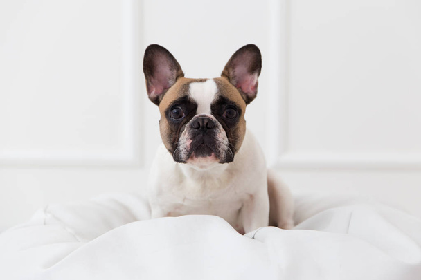portrait of a dog of a French bulldog at home in a light interior close-up - Photo, Image
