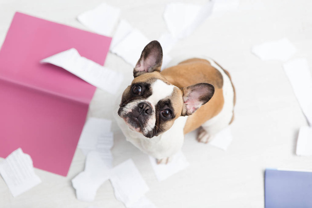 A domestic pet has taken on a home. Torn documents on white floor. Pet care abstract photo. Small guilty dog with funny face. - Фото, изображение