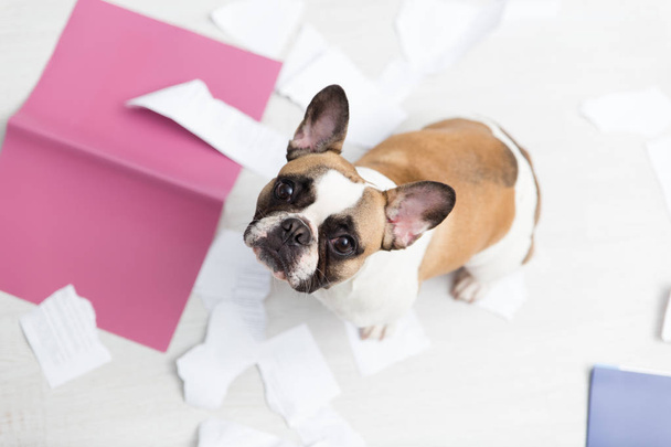 A domestic pet has taken on a home. Torn documents on white floor. Pet care abstract photo. Small guilty dog with funny face. - Zdjęcie, obraz