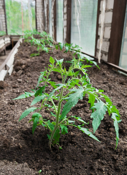 Crescere pomodori in una serra. - Foto, immagini