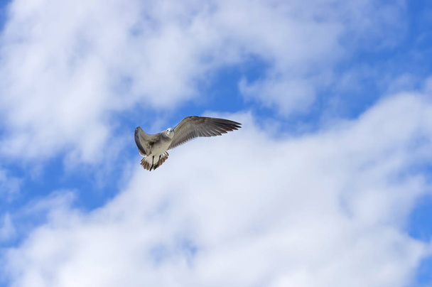 Bird of the seagull in the sky - Фото, изображение