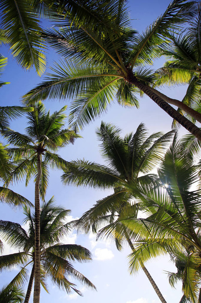 Palmiye ağaçları - Fotoğraf, Görsel