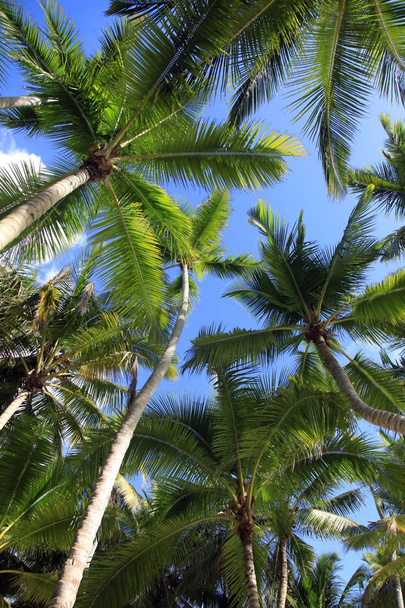 Palm Trees - Photo, Image
