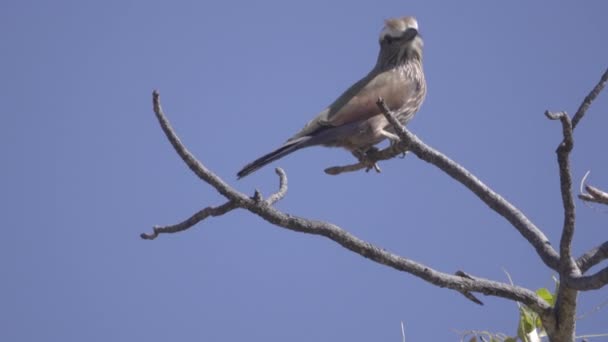 A Rufous-Crowned Roller looking around - Footage, Video