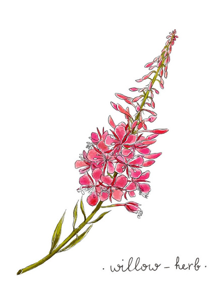 Wild flower willow herb hand drawn in color. Herbal vector illustration. - Vector, imagen