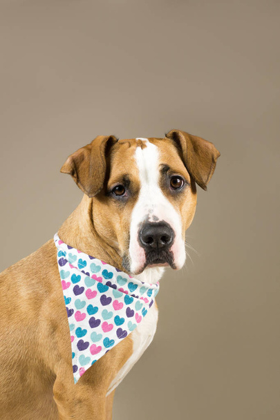 Adorable staffordshire terrier in hearts bandana - Fotografie, Obrázek
