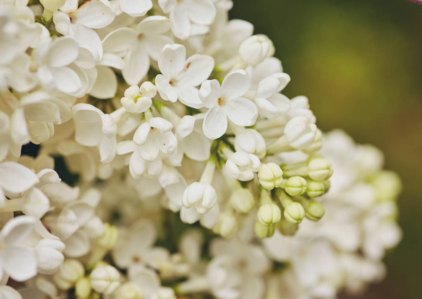 macro photo of white lilac flowers - Foto, immagini