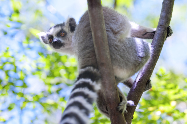 Ring-tailed lemur - Valokuva, kuva