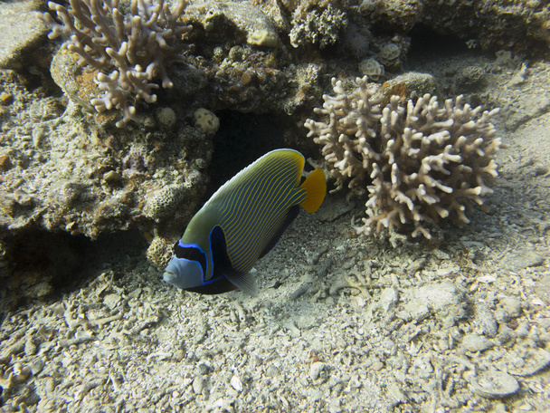 The emperor angelfish - Photo, Image