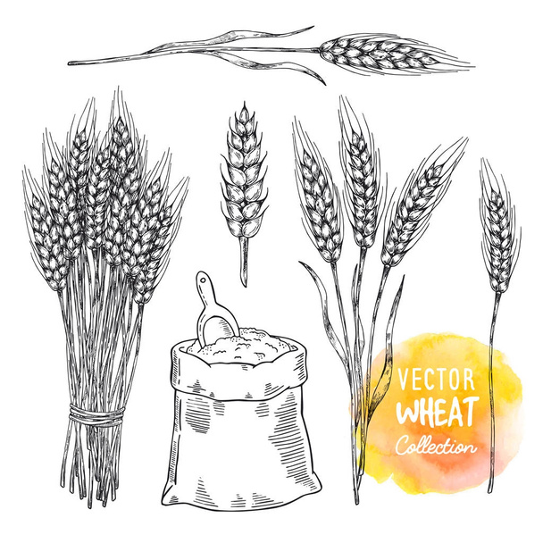 Desenho desenhado à mão ilustração de trigo. Conceito de tema de agricultura, produtos de cereais, padaria padrão, comida saudável
. - Vetor, Imagem