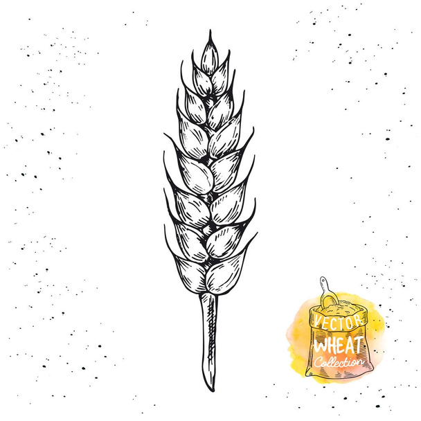 Ручной эскиз рисунка пшеницы. Векторные пшеничные элементы для этикетки, упаковки, логотипа
. - Вектор,изображение