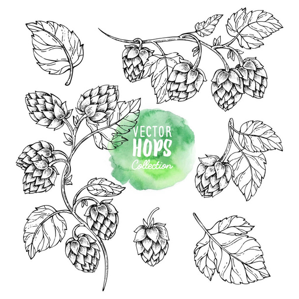 Schetsen van de hopplant. Hop vector set. Humulus lupulus illustratie voor het verpakken, patroon, bier illustratie. - Vector, afbeelding