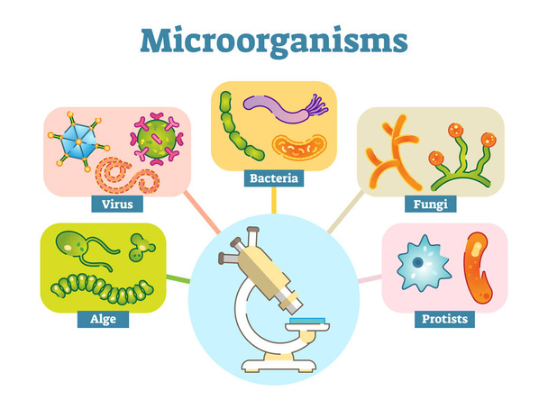Microorganisms illustration vector set.  - Vector, imagen