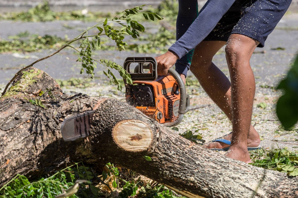 Homme coupe arbre abattage arbre avec tronçonneuse, Pour travailler sans sécurité
. - Photo, image