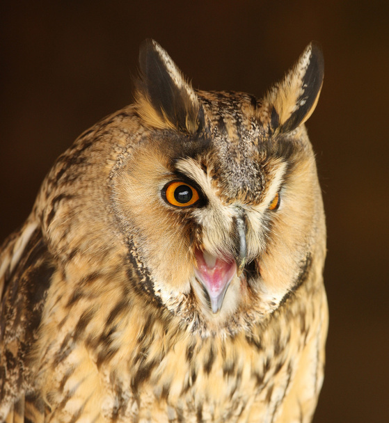 Long Eared Owl - Photo, Image