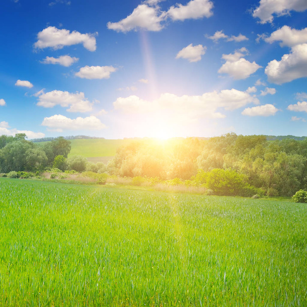 Green field and blue sky with light clouds. Above the horizon is a bright sunrise. Agricultural landscape. - Foto, imagen