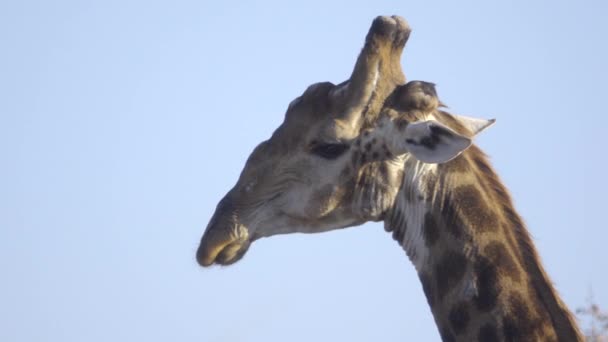 Bika zsiráf a felkérődzött táplálék rágás - Felvétel, videó
