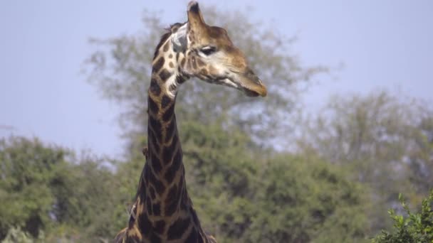 Bull żyrafa oblizuje usta po wody pitnej - Materiał filmowy, wideo
