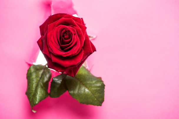 one red rose with green leaves sticking up from hole in pink paper - Foto, Bild