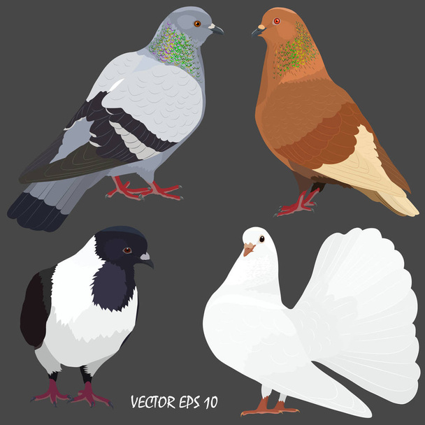 cuatro palomas domésticas realistas de diferentes razas
 - Vector, Imagen