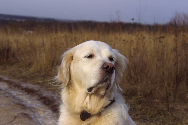 Обрізаний знімок золотошукача, що сидить на відкритому повітрі. Собака на відкритому повітрі. Собака сидить на дорозі і чекає власника
. - Фото, зображення