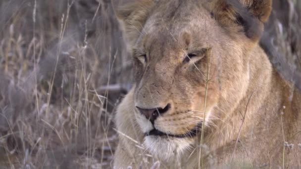 Lion snelle penbewegingen oren to get rid van flies - Video