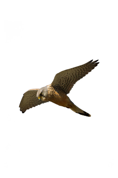 Aikuinen mies Kestrel, Falco tinnunculus tinnunculus, hun
 - Valokuva, kuva