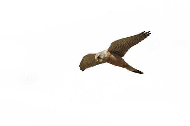 Um homem adulto Common Kestrel, Falco tinnunculus tinnunculus, hun
 - Foto, Imagem