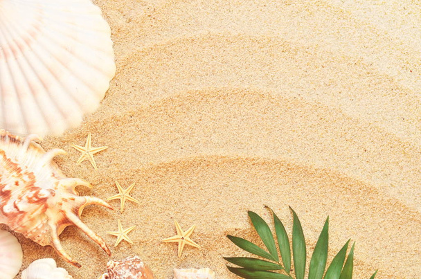 морські мушлі з піском як фон
 - Фото, зображення