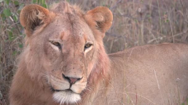 A lion drifting off to sleep - Footage, Video