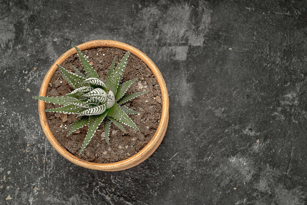 succulent plant with white spots leaves in a flower pot on a black cement background, top view with copy space - Foto, afbeelding
