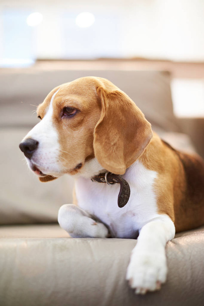 Nahaufnahme von Beagle, der auf Sofa liegt - Foto, Bild