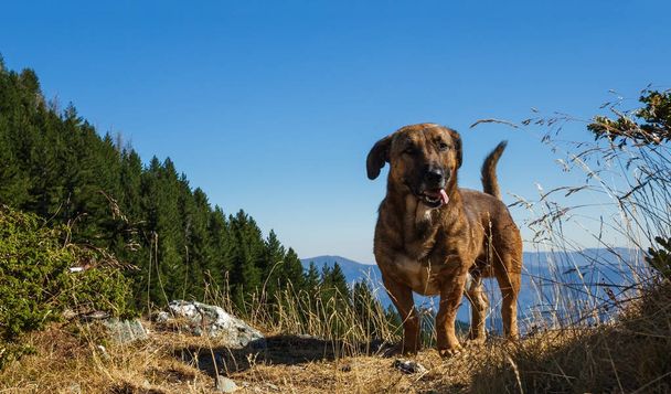 O cão de pastor em umas montanhas
 - Foto, Imagem