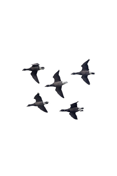 A flock of Dark-bellied Brent Geese cutout. White background. - Photo, Image