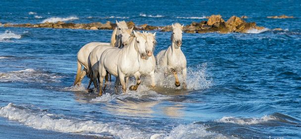Deniz mavi su üzerinde dörtnala Camargue atlar beyaz. Fransa. - Fotoğraf, Görsel