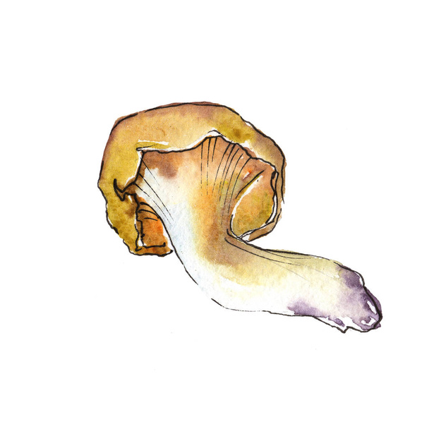 Mushrooms healthy food in a watercolor style isolated. - Photo, Image