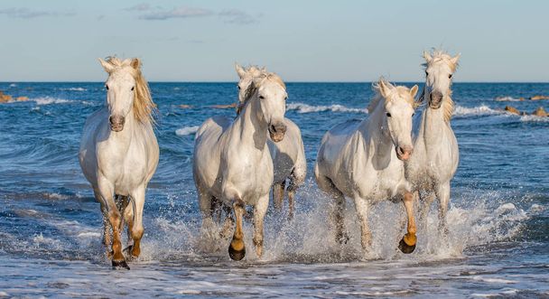 weiße Camargue-Pferde galoppieren auf dem blauen Wasser des Meeres. Frankreich. - Foto, Bild