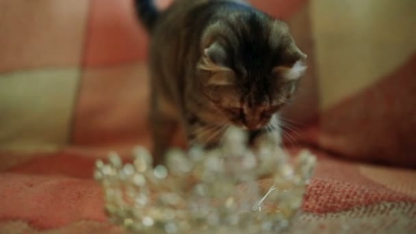 Kočka leží na pohovce s korunou nevěsta - Záběry, video