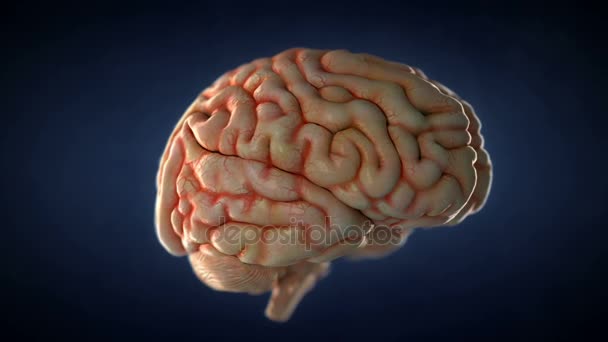 Realistic human brain spinning. Loopable animation. - Footage, Video
