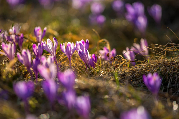Gorce Mountains - Poland Carpathians - Flowers - Фото, изображение