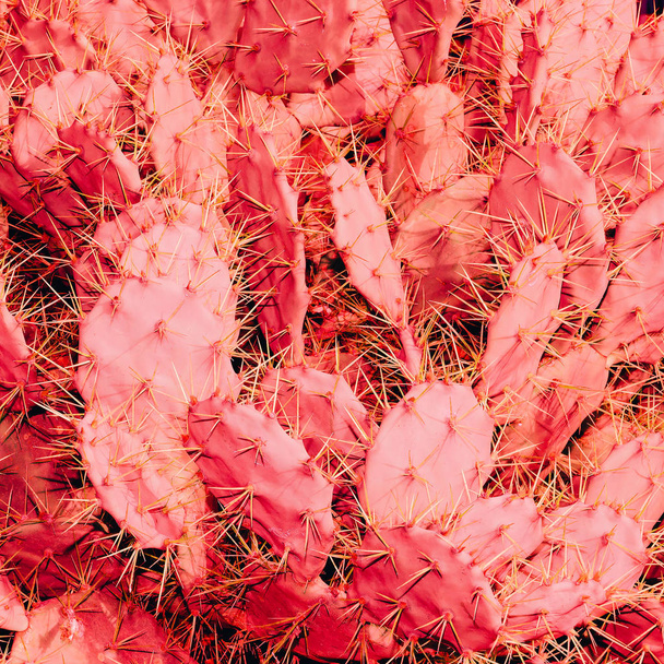 Fashion Pink Cactus Background. Cacti lover Concept - Photo, Image