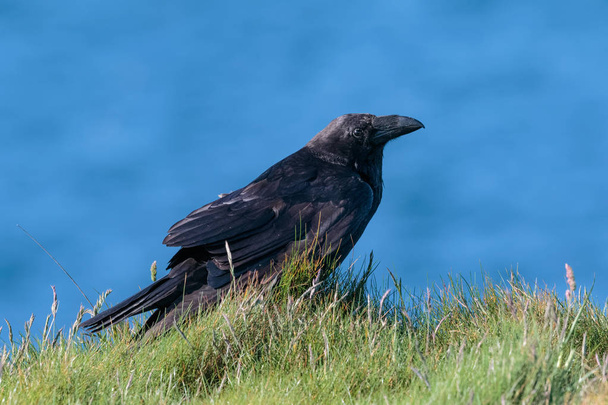 Um Corvo, Corvo Comum, ou Corvo do Norte, Corvus corax, bi adulto
 - Foto, Imagem