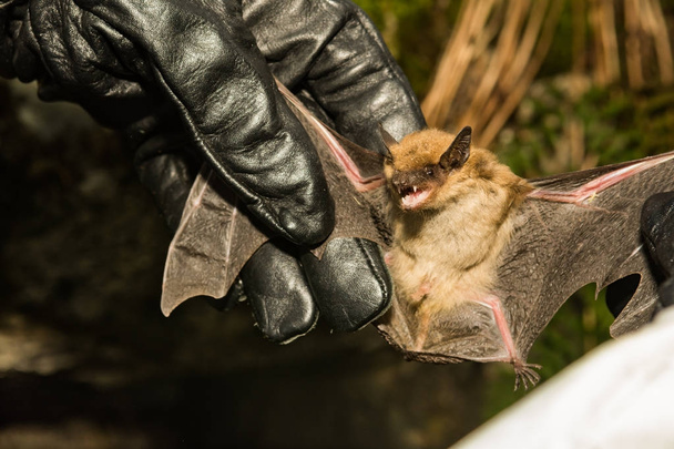 Un biólogo de vida silvestre revisando las alas de un murciélago marrón grande en busca de signos de síndrome de nariz blanca
. - Foto, Imagen