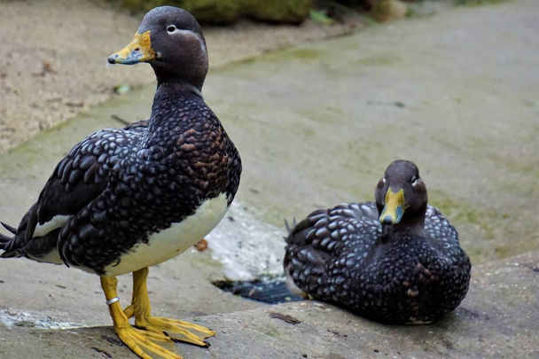 Flying steamer ducks couple standing and sitting - Photo, Image
