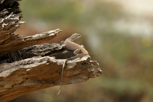Reptiles in the Yala National Park in Sri Lanka - Photo, Image
